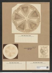 Actinoptychus heliopelta Grun. (de-Toni-Nr.: Genus 227, Species 5538) Zeichnungen Sammlung Grunow Nr. 9571 (NHMW-BOT-W0379379)